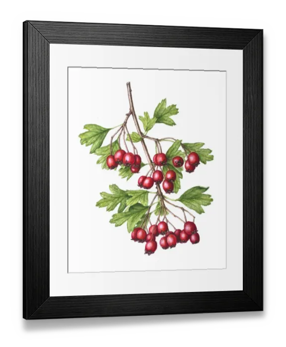 Framed Print : Watercolour painting of Common hawthorn (Crataegus monogyna) berries. Botanical illustration by Linda Pitkin Framed Print : Watercolour painting of Common hawthorn (Crataegus monogyna) berries. Botanical illustration by Linda Pitkin