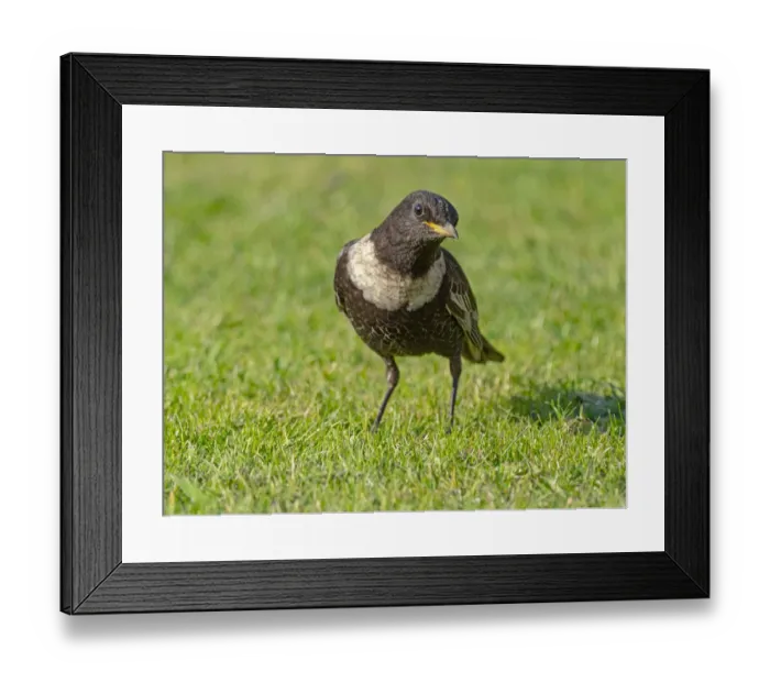 Framed Print : Male Ring ouzel (Turdus torquatus) standing on a garden lawn, Norfolk, UK. April Framed Print : Male Ring ouzel (Turdus torquatus) standing on a garden lawn, Norfolk, UK. April