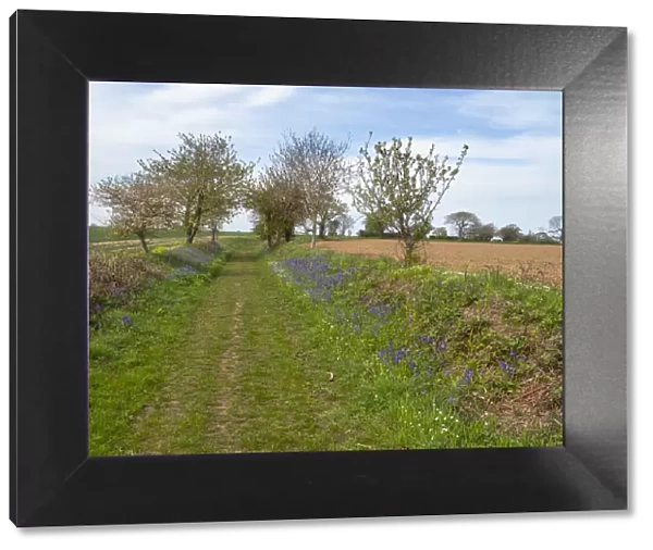 A farm track in spring, Gimingham, Norfolk, UK. May, 2021. Seasons sequence