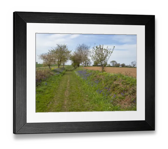 Framed Print : A farm track in spring, Gimingham, Norfolk, UK. May, 2021. Seasons sequence Framed Print : A farm track in spring, Gimingham, Norfolk, UK. May, 2021. Seasons sequence
