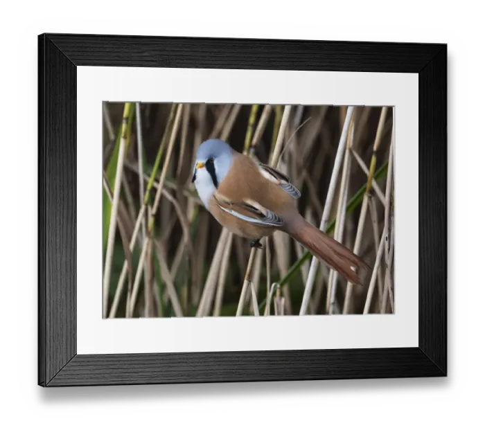 Framed Print : Male Bearded tit (Panurus biarmicus) perched on a reed stem, Leighton Moss Nature Reserve, Lancashire, UK. September Framed Print : Male Bearded tit (Panurus biarmicus) perched on a reed stem, Leighton Moss Nature Reserve, Lancashire, UK. September