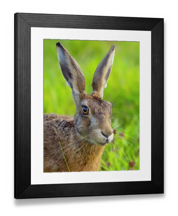 Framed Print : RF - Brown hare (Lepus europaeus) head portrait, Norfolk, UK. August. (This image may be licensed either as rights managed or royalty free. ) Framed Print : RF - Brown hare (Lepus europaeus) head portrait, Norfolk, UK. August. (This image may be licensed either as rights managed or royalty free. )