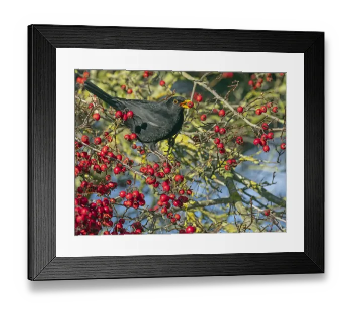 Framed Print : Male Blackbird (Turdus merula) feeding on berries in Hawthorn (Crataegus sp. ) hedgerow, Norfolk, UK. November Framed Print : Male Blackbird (Turdus merula) feeding on berries in Hawthorn (Crataegus sp. ) hedgerow, Norfolk, UK. November