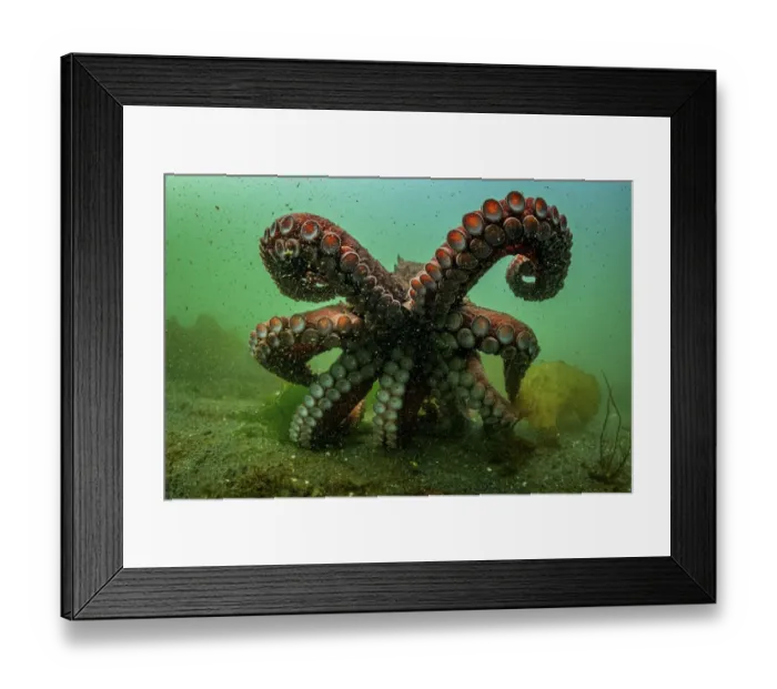 Framed Print : Giant Pacific octopus (Enteroctopus dofleini) experiencing freedom after release from captivity, Vancouver Island, British Columbia, Canada, Pacific Ocean Framed Print : Giant Pacific octopus (Enteroctopus dofleini) experiencing freedom after release from captivity, Vancouver Island, British Columbia, Canada, Pacific Ocean