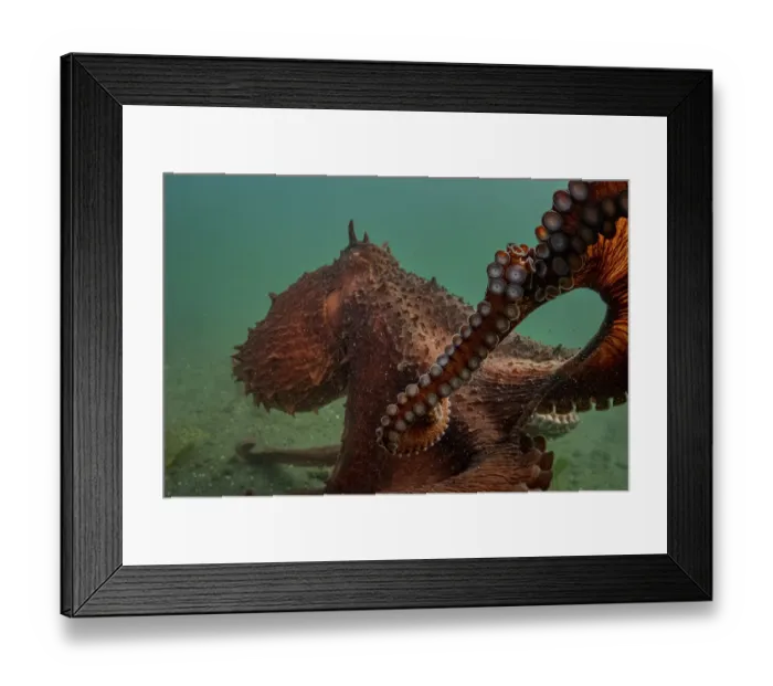 Framed Print : Giant Pacific octopus (Enteroctopus dofleini) experiencing freedom after release from captivity, Vancouver Island, British Columbia, Canada, Pacific Ocean Framed Print : Giant Pacific octopus (Enteroctopus dofleini) experiencing freedom after release from captivity, Vancouver Island, British Columbia, Canada, Pacific Ocean