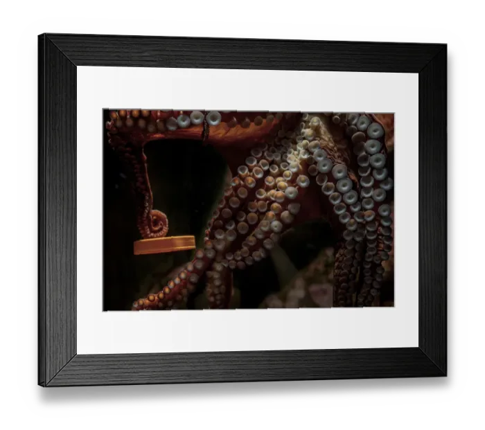 Framed Print : Giant Pacific octopus (Enteroctopus dofleini) named Wanda, showing how she can untwist the cap of a jar to get the food inside, Shaw Center for the Salish Sea Aquarium, Vancouver Island, British Columbia, Canada. Captive Framed Print : Giant Pacific octopus (Enteroctopus dofleini) named Wanda, showing how she can untwist the cap of a jar to get the food inside, Shaw Center for the Salish Sea Aquarium, Vancouver Island, British Columbia, Canada. Captive