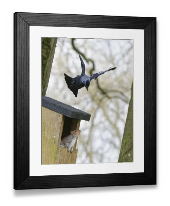 Framed Print : Jackdaw (Corvus monedula) hovering above a nest box it wants to nest in which a Grey squirrel (Sciurus carolinensis) and its mate have occupied, with the squirrel threatening the bird, Wiltshire, UK, March Framed Print : Jackdaw (Corvus monedula) hovering above a nest box it wants to nest in which a Grey squirrel (Sciurus carolinensis) and its mate have occupied, with the squirrel threatening the bird, Wiltshire, UK, March