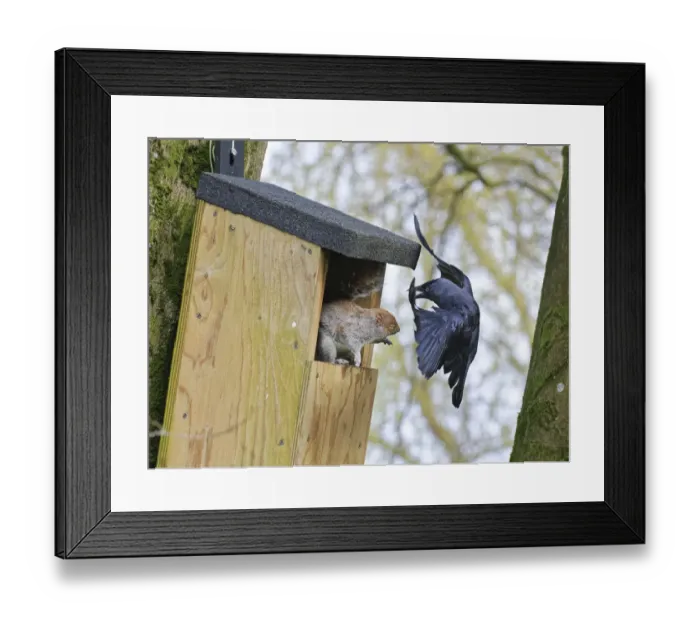 Framed Print : Jackdaw (Corvus monedula) swooping in very close to threaten a Grey squirrel (Sciurus carolinensis) as it stands in the entrance to a nest box the bird wants to nest in which is already occupied by the squirrel and its mate, Wiltshire, UK, March