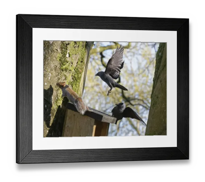 Framed Print : Jackdaw (Corvus monedula) pair chasing a Grey squirrel (Sciurus carolinensis) as it emerges from a nest box the birds want to nest in which is already occupied by the squirrel and its mate, Wiltshire, UK, March Framed Print : Jackdaw (Corvus monedula) pair chasing a Grey squirrel (Sciurus carolinensis) as it emerges from a nest box the birds want to nest in which is already occupied by the squirrel and its mate, Wiltshire, UK, March