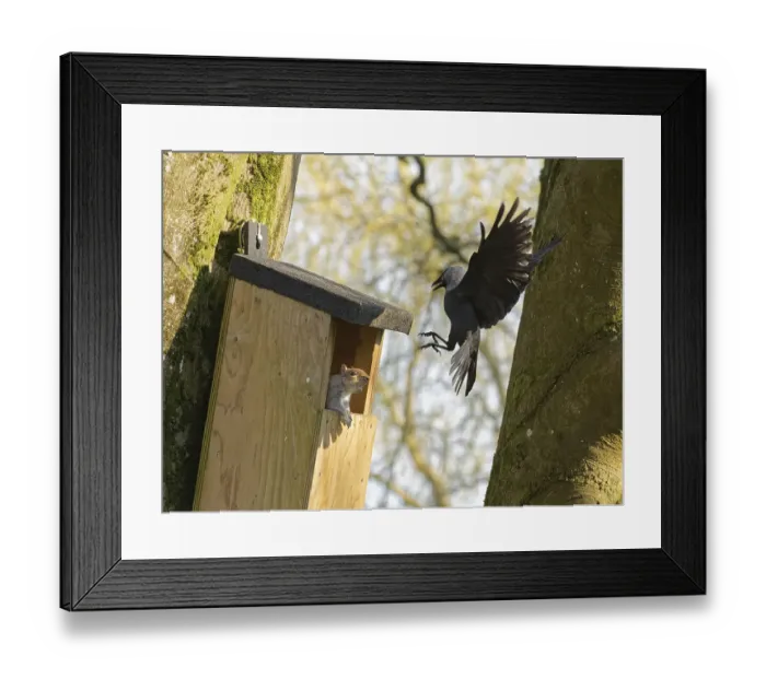 Framed Print : Jackdaw (Corvus monedula) swooping down calling with claws raised to threaten a Grey squirrel (Sciurus carolinensis) in the entrance to a nest box the bird wants to nest in which is already occupied by the squirrel and its mate, Wiltshire, UK, March Framed Print : Jackdaw (Corvus monedula) swooping down calling with claws raised to threaten a Grey squirrel (Sciurus carolinensis) in the entrance to a nest box the bird wants to nest in which is already occupied by the squirrel and its mate, Wiltshire, UK, March