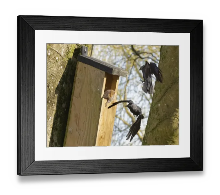 Framed Print : Jackdaw (Corvus monedula) pair dive bombing and harassing a Grey squirrel (Sciurus carolinensis) as it emerges from a nest box the birds want to nest in which is already occupied by the squirrel and its mate, Wiltshire, UK, March