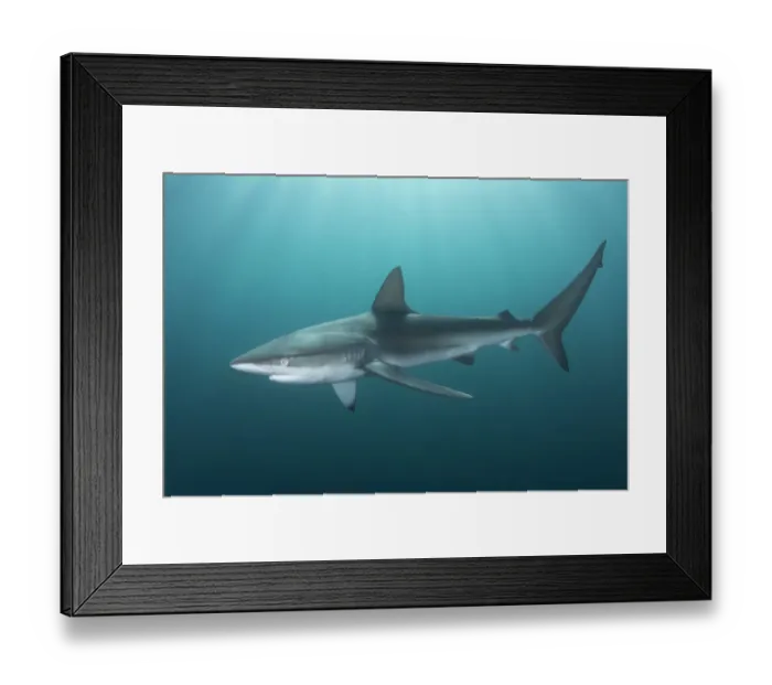Framed Print : Dusky shark (Carcharhinus obscurus) swimming through light rays during sardine run. Wild Coast, Eastern Cape, South Africa. June Framed Print : Dusky shark (Carcharhinus obscurus) swimming through light rays during sardine run. Wild Coast, Eastern Cape, South Africa. June