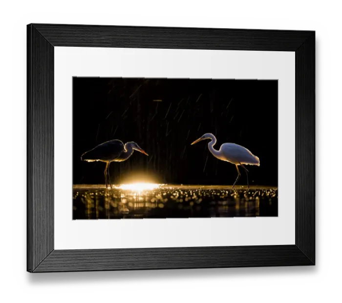 Framed Print : Grey heron (Ardea cinerea) and Great white egret (Ardea alba) standing facing each other at sunrise. Lake Csaj, Kiskunsagi National Park, Hungary. December
