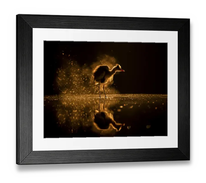 Framed Print : Grey heron (Ardea cinerea) on lake at sunset, Lake Csaj, Kiskunsagi National Park, Hungary. January Framed Print : Grey heron (Ardea cinerea) on lake at sunset, Lake Csaj, Kiskunsagi National Park, Hungary. January