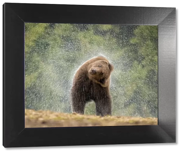 Brown bear (Ursus arctos) shaking water from its coat, Carpathian Mountains, Romania. April