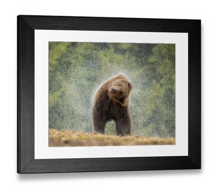 Framed Print : Brown bear (Ursus arctos) shaking water from its coat, Carpathian Mountains, Romania. April