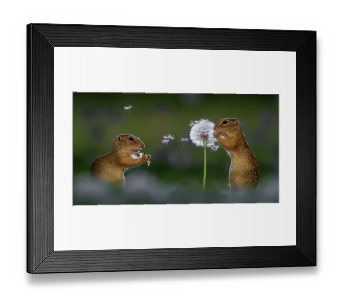 Framed Print : Two European ground squirrel (Spermophilus citellus), feeding on dandelion, Hungary
