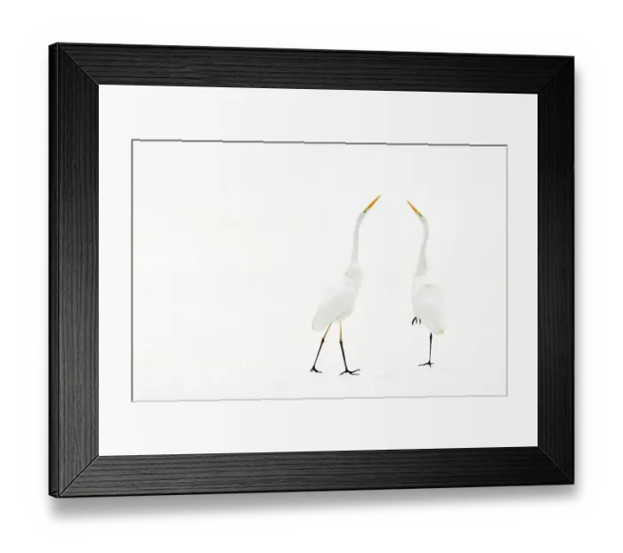 Framed Print : Two Great white egret (Ardea alba) in winter, Kiskunsag National Park, Hungary. December Framed Print : Two Great white egret (Ardea alba) in winter, Kiskunsag National Park, Hungary. December