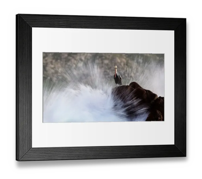 Framed Print : Brown pelican (Pelecanus occidentalis) resting on rocks, Cabo Pulmo National Park, Sea of Cortez, Mexico. November Framed Print : Brown pelican (Pelecanus occidentalis) resting on rocks, Cabo Pulmo National Park, Sea of Cortez, Mexico. November