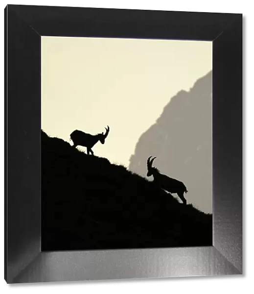 Two male Alpine Ibex (Capra ibex) fighting on a mountain slope at dawn, Varaita Valley, Alps, Italy, July