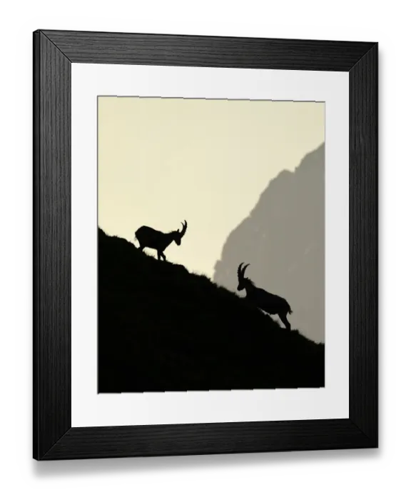 Framed Print : Two male Alpine Ibex (Capra ibex) fighting on a mountain slope at dawn, Varaita Valley, Alps, Italy, July Framed Print : Two male Alpine Ibex (Capra ibex) fighting on a mountain slope at dawn, Varaita Valley, Alps, Italy, July