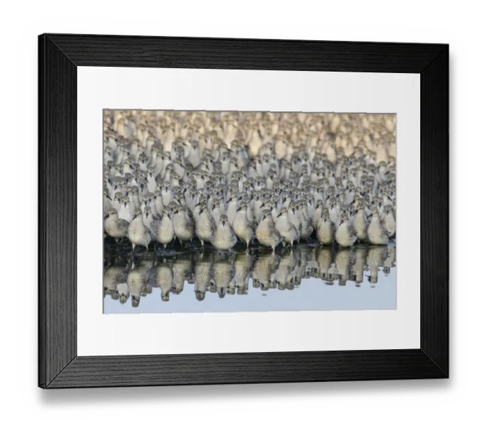 Framed Print : Red knot (Calidris canutus) flock at high tide roost. Snettisham, Norfolk, UK. October Framed Print : Red knot (Calidris canutus) flock at high tide roost. Snettisham, Norfolk, UK. October