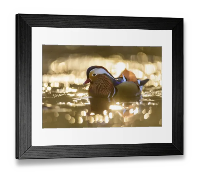Framed Print : Mandarin duck (Aix galericulata) drake swimming on pond, backlit by rising sun, Richmond Park, London, UK. February Framed Print : Mandarin duck (Aix galericulata) drake swimming on pond, backlit by rising sun, Richmond Park, London, UK. February