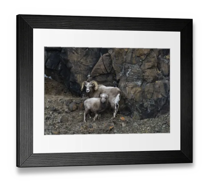 Framed Print : Snow sheep (Ovis nivicola borealis) adult with lamb, huddled against the rockface, Plateau Putorana Nature Reserve, Siberia, Russia Framed Print : Snow sheep (Ovis nivicola borealis) adult with lamb, huddled against the rockface, Plateau Putorana Nature Reserve, Siberia, Russia
