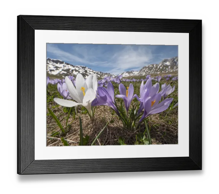 Framed Print : Neapolitan crocus (Crocus neapolitanus) in bloom after the snow melt, high in the Apennines, Campo Imperatore, Abruzzo, Italy. May