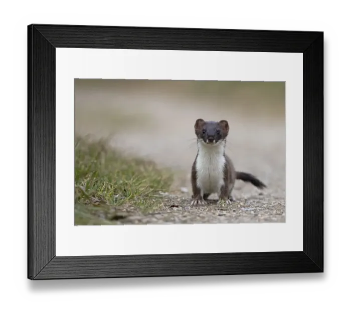 Framed Print : Stoat (Mustela erminea) on path, portrait, Strumpshaw Fen, Norfolk, UK. September Framed Print : Stoat (Mustela erminea) on path, portrait, Strumpshaw Fen, Norfolk, UK. September