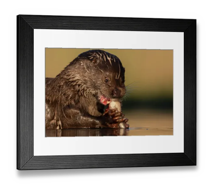 Framed Print : Eurasian otter (Lutra lutra) feeding on a fish, Pusztaszer Reserve, Hungary. May