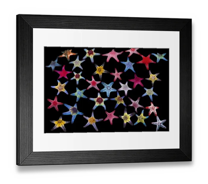 Framed Print : Honeycomb / Cushion starfish (Pentaceraster alveolatus) composite image on black background showing colour variations Malapascua Island, Philippines, Indo-Pacific species Framed Print : Honeycomb / Cushion starfish (Pentaceraster alveolatus) composite image on black background showing colour variations Malapascua Island, Philippines, Indo-Pacific species