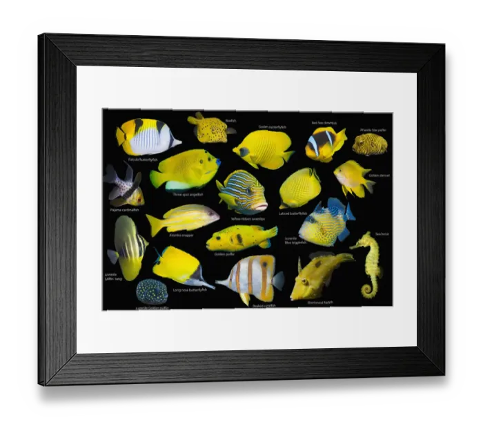 Framed Print : Yellow tropical reef fish composite image on black background, Falcula butterflyfish (Chaetodon falcula), Yellow boxfish (Ostracion cubicus), Golden butterflyfish (Chaetodon semilarvatus), Red Sea clownfish (Amphiprion bicinctus)