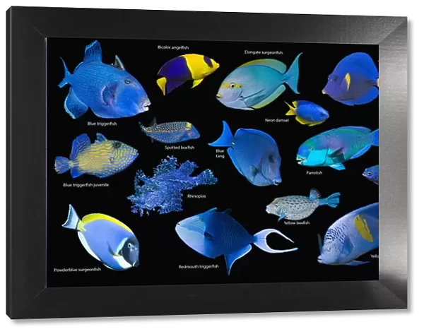 Blue tropical reef fish composite image on black background, Blue triggerfish (Pseudobalistes fuscus), Bicolour angelfish (Centropyge bicolor), Elongate surgeonfish (Acanthurus mata), Yellowtail tang  /  surgeonfish (Zebrasoma xanthurum)