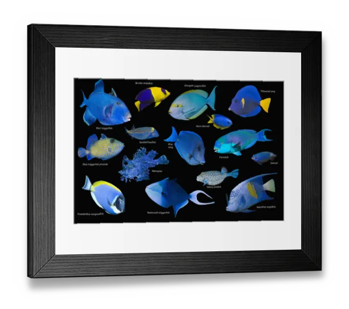 Framed Print : Blue tropical reef fish composite image on black background, Blue triggerfish (Pseudobalistes fuscus), Bicolour angelfish (Centropyge bicolor), Elongate surgeonfish (Acanthurus mata), Yellowtail tang / surgeonfish (Zebrasoma xanthurum) Framed Print : Blue tropical reef fish composite image on black background, Blue triggerfish (Pseudobalistes fuscus), Bicolour angelfish (Centropyge bicolor), Elongate surgeonfish (Acanthurus mata), Yellowtail tang / surgeonfish (Zebrasoma xanthurum)