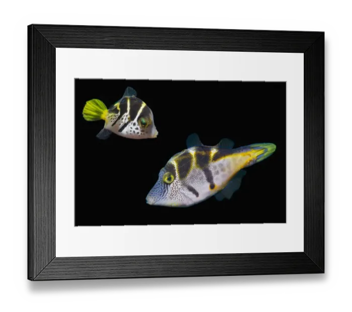 Framed Print : Mimic leatherjacket / Blacksaddle mimic filefish (Paraluteres prionurus) adult and juvenile, composite image on black background, Bali, Indonesia, Indo-Pacific Framed Print : Mimic leatherjacket / Blacksaddle mimic filefish (Paraluteres prionurus) adult and juvenile, composite image on black background, Bali, Indonesia, Indo-Pacific