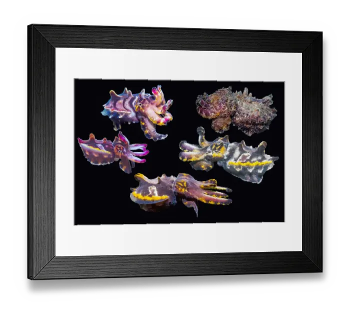 Framed Print : Pfeffers flamboyant cuttlefish (Metasepia pfefferi) composite image on black background showing colour variations, Puerto Galera, Philippines, Indo-Pacific Framed Print : Pfeffers flamboyant cuttlefish (Metasepia pfefferi) composite image on black background showing colour variations, Puerto Galera, Philippines, Indo-Pacific