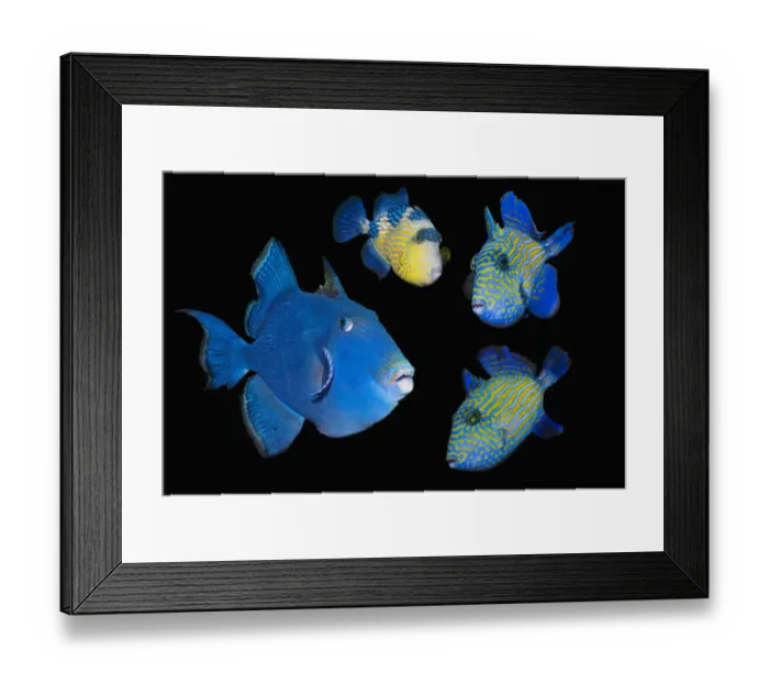 Framed Print : Blue / Rippled triggerfish (Pseudobalistes fuscus), adult and three juveniles, composite image on black background, Lembeh Strait, North Sulawesi, Indonesia, Indo-Pacific Framed Print : Blue / Rippled triggerfish (Pseudobalistes fuscus), adult and three juveniles, composite image on black background, Lembeh Strait, North Sulawesi, Indonesia, Indo-Pacific
