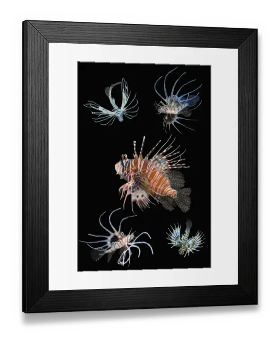 Framed Print : RF - Antennata lionfish (Pterois antennata) with four juveniles, composite image on black background, Indo-Pacific. (This image may be licensed either as rights managed or royalty free. ) Framed Print : RF - Antennata lionfish (Pterois antennata) with four juveniles, composite image on black background, Indo-Pacific. (This image may be licensed either as rights managed or royalty free. )