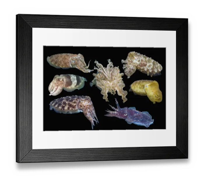 Framed Print : RF - Broadclub cuttlefish (Sepia latimanus) composite image showing variation of colour and shape, on black background, Lembeh Strait, North Sulawesi, Indonesia. (This image may be licensed either as rights managed or royalty free. ) Framed Print : RF - Broadclub cuttlefish (Sepia latimanus) composite image showing variation of colour and shape, on black background, Lembeh Strait, North Sulawesi, Indonesia. (This image may be licensed either as rights managed or royalty free. )