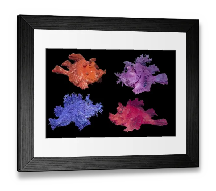 Framed Print : RF - Eschmeyers scorpionfish (Rhinopias eschmeyeri) composite image showing different colour variations on black background. Lembeh Strait, North Sulawesi, Indonesia. (This image may be licensed either as rights managed or royalty free. ) Framed Print : RF - Eschmeyers scorpionfish (Rhinopias eschmeyeri) composite image showing different colour variations on black background. Lembeh Strait, North Sulawesi, Indonesia. (This image may be licensed either as rights managed or royalty free. )