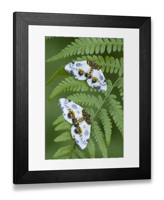 Framed Print : Two Clouded magpie moth (Abraxas sylvata) resting on a fern frond, Gosford Forest Park, County Armagh, Northern Ireland. June