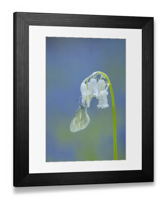 Framed Print : Cryptic wood white (Leptidea juvernica) nectaring on a flower, Brackagh Moss National Nature Reserve, County Armagh, Northern Ireland. May