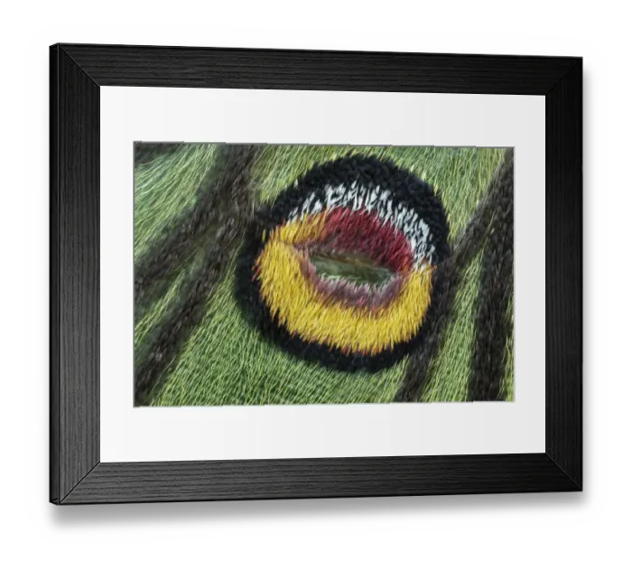 Framed Print : Male Spanish moon moth (Graellsia isabellae) close up of forewing eyespot, Switzerland Framed Print : Male Spanish moon moth (Graellsia isabellae) close up of forewing eyespot, Switzerland