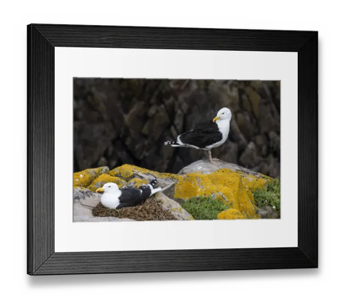 Framed Print : Great black-backed gull (Larus marinus) on nest, Saltee Island, County Wexford, Ireland. June Framed Print : Great black-backed gull (Larus marinus) on nest, Saltee Island, County Wexford, Ireland. June