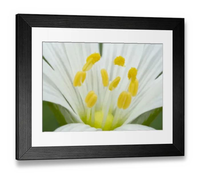 Framed Print : Greater stitchwort (Stellaria holostea) stamen detail, Brackagh Moss National Nature Reserve, County Armagh, Northern Ireland. April Framed Print : Greater stitchwort (Stellaria holostea) stamen detail, Brackagh Moss National Nature Reserve, County Armagh, Northern Ireland. April
