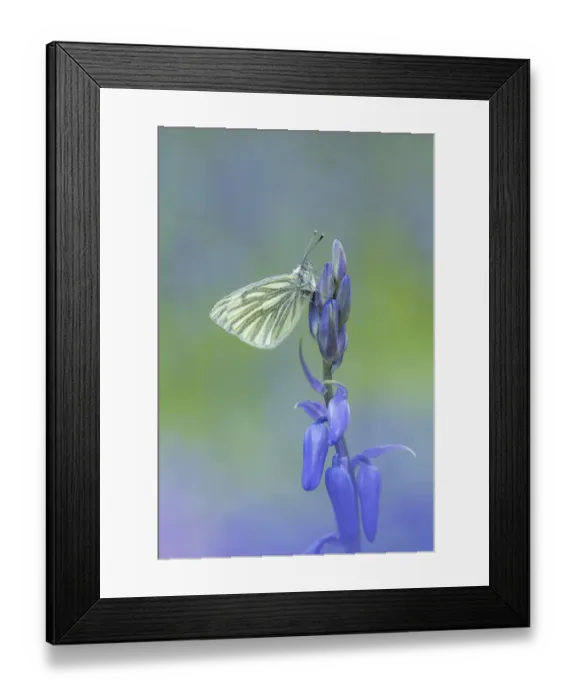 Framed Print : Green-veined white butterfly (Pieris napi) resting on a flower, Tandragee, County Armagh, Northern Ireland. May Framed Print : Green-veined white butterfly (Pieris napi) resting on a flower, Tandragee, County Armagh, Northern Ireland. May