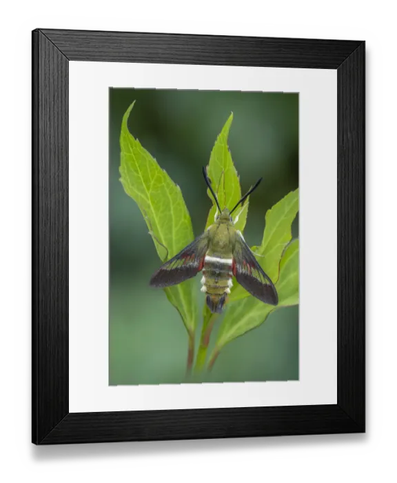 Framed Print : Pamir bee hawkmoth (Hemaris ducalis) resting on a leaf, Chatkal Mountainss, Dzhalal-Abad region, Kyrgyzstan Framed Print : Pamir bee hawkmoth (Hemaris ducalis) resting on a leaf, Chatkal Mountainss, Dzhalal-Abad region, Kyrgyzstan