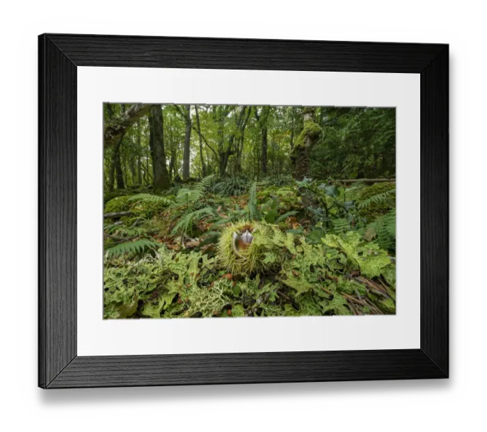 Framed Print : A fallen Sweet chestnut fruit (Castanea sativa) lying on the woodland floor, with a tree trunk covered in Textured lungwort (Lobaria scrobiculata) lichen, UK. October Framed Print : A fallen Sweet chestnut fruit (Castanea sativa) lying on the woodland floor, with a tree trunk covered in Textured lungwort (Lobaria scrobiculata) lichen, UK. October