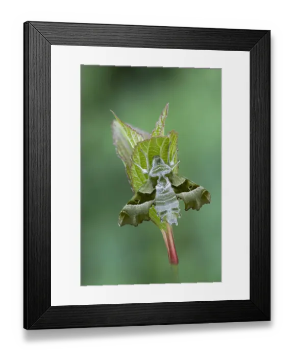 Framed Print : Willowherb hawkmoth (Proserpinus proserpina) resting on a leaf, Gavarnie, South of France. June Framed Print : Willowherb hawkmoth (Proserpinus proserpina) resting on a leaf, Gavarnie, South of France. June